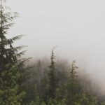 Elif Kaya